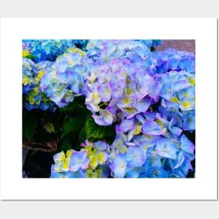 Blue Hydrangea Lovely Photo Posters and Art